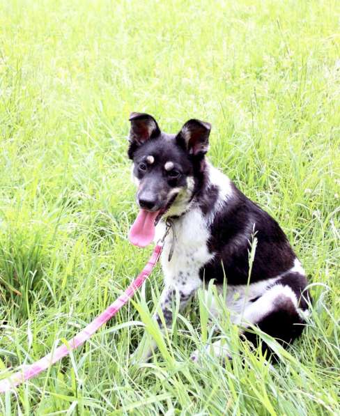 Собака девочка бесплатно в Подольске