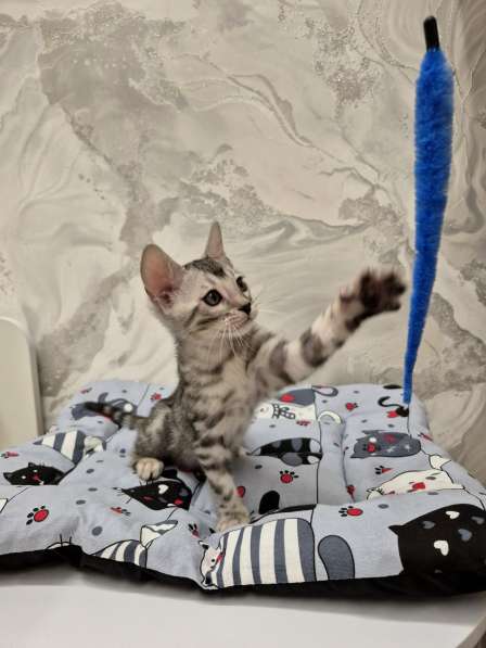 Бенгальские котята редкого окраса в