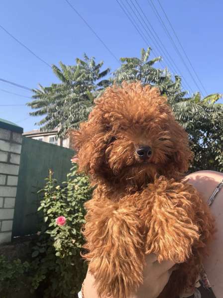 Toy poodle. Red boy