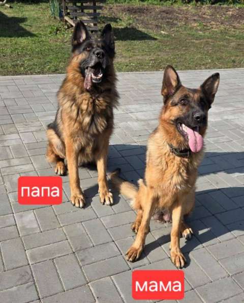 Немецкая овчарка, щенок в Липецке фото 4