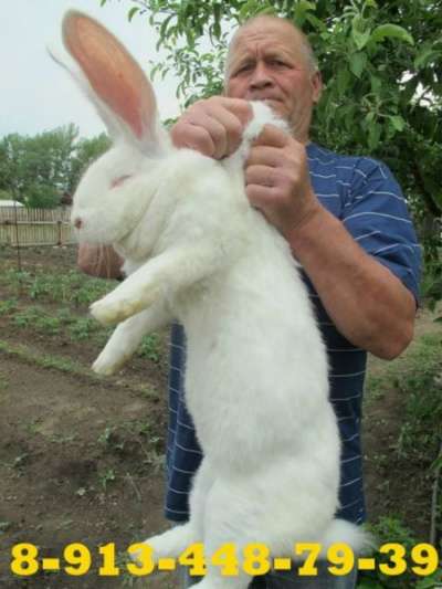 Куплю кроликов в Красноярске в Красноярске фото 4