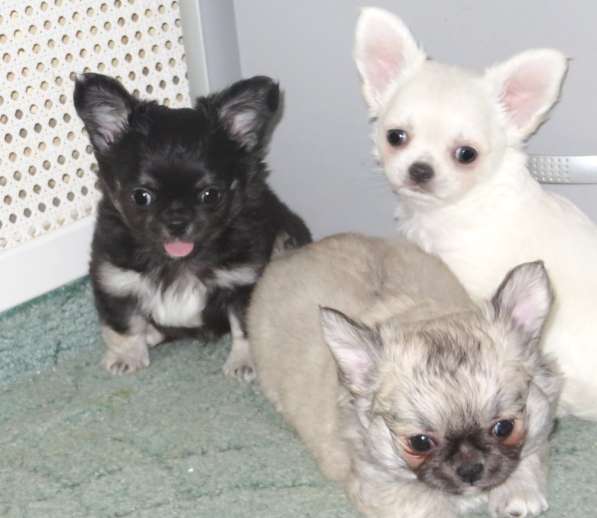 Чихуахуа шоу мальчик в Санкт-Петербурге