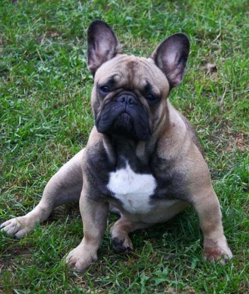 Подрощенная девочка француженка в Москве фото 4