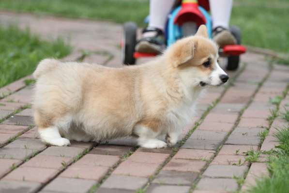 Вельш корги пемброк в Москве фото 3