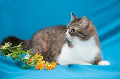 Отдам даром Уютная, ласковая, любящая кошка Машенька в Москве фото 4