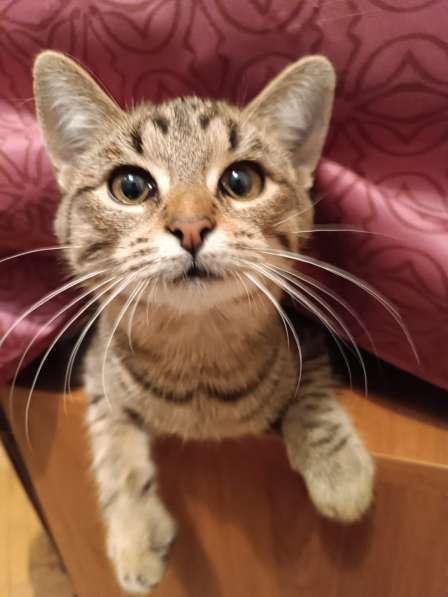 Котята - подростки ищут дом в Москве фото 8