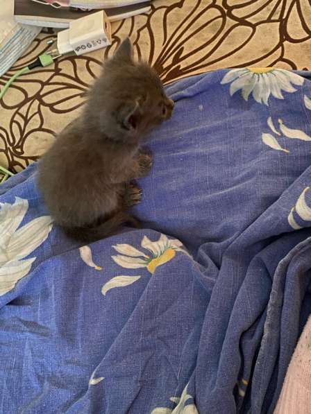 Отдам котят в добрые руки в Новосибирске фото 6