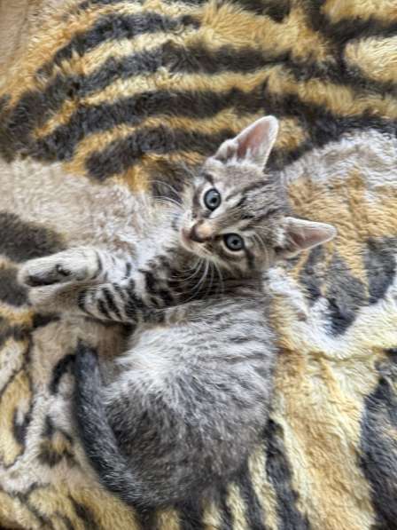 Котята в добрые руки в Краснодаре