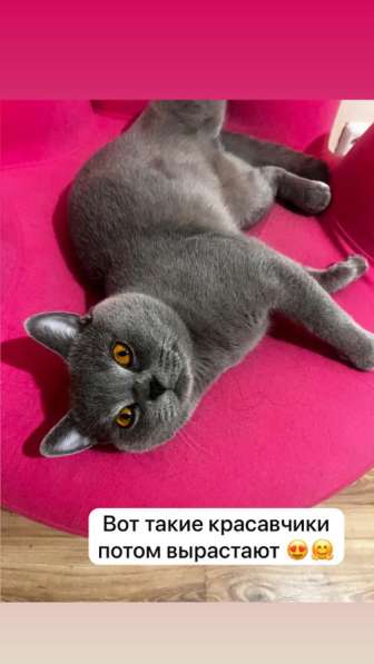 Британцы котята