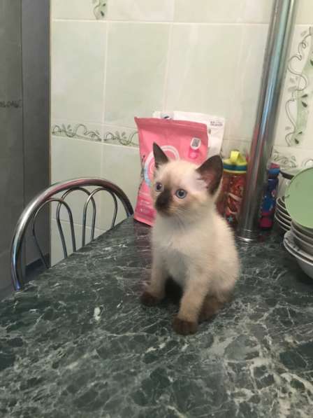 Продаётся тайский котёнок в Сочи фото 3