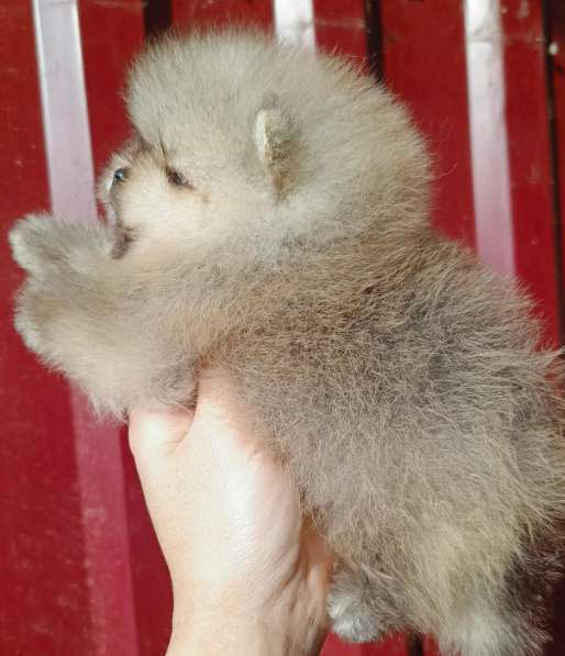 Pomeranski Mini Shpic Pomeranian Spitz Померанские Мини шпиц в фото 22