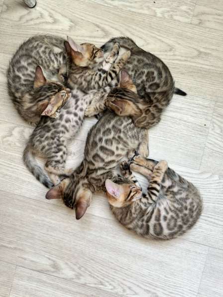 Котята бенгальские
