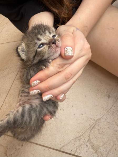 Котята в Краснодаре фото 6