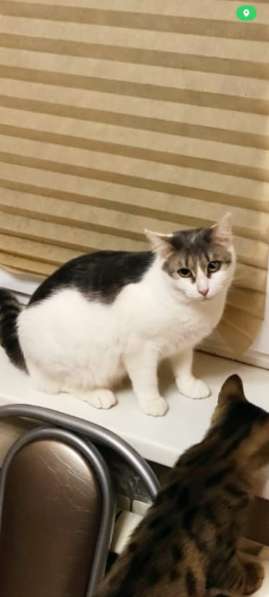 Кошечка Фрося в добрые руки в Москве фото 3