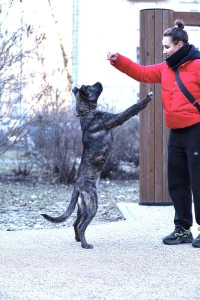 Джессика ищет дом в Москве фото 4