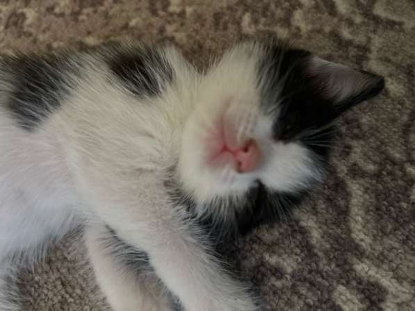 Котята 1 мес в Астрахани фото 4