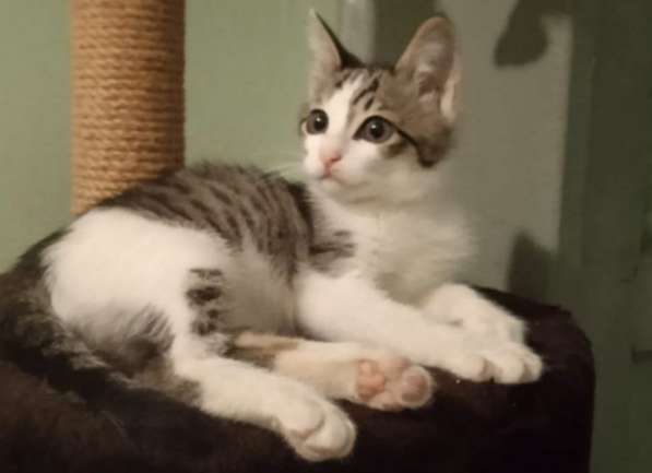 Котенок в добрые руки. Лео, добрейшая душа в Москве фото 7