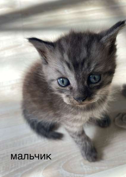 Котята от британской вислоухой кошки, метисы в Можайске фото 4