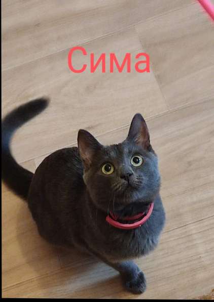 Отдам кошку) в Белгороде