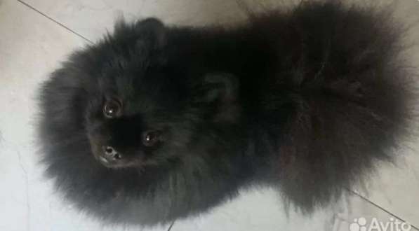 Немецкий шпиц в Санкт-Петербурге фото 7