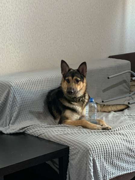 Щенок овчарки в добрые руки в Новосибирске