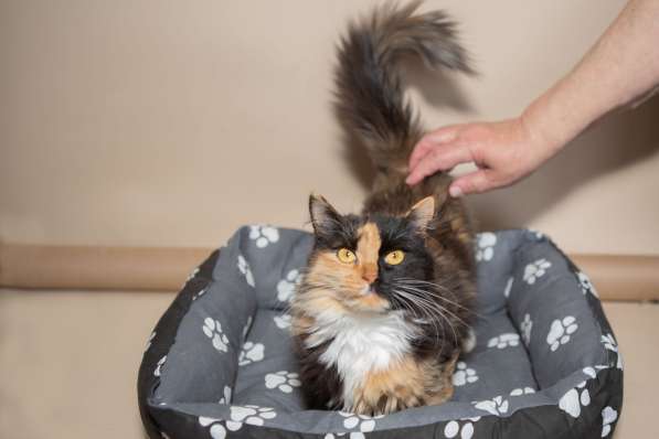 Роскошная трехцветная пушистая кошка Аргентина в Москве фото 4