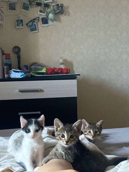 Котята в добрые руки(мальчики)