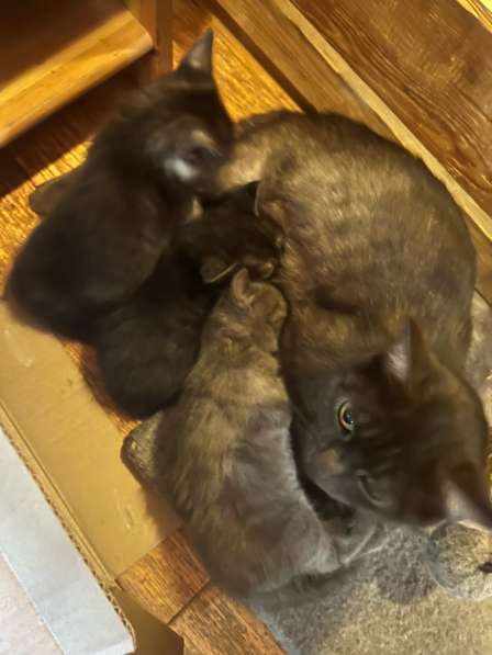 Котята в добрые руки