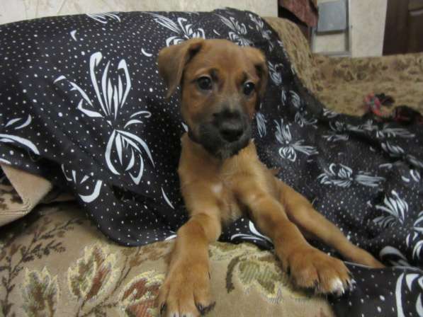 Ирландский терьер в Москве фото 8