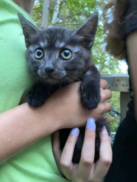 Отдам в добрые руки котят в Иркутске фото 3