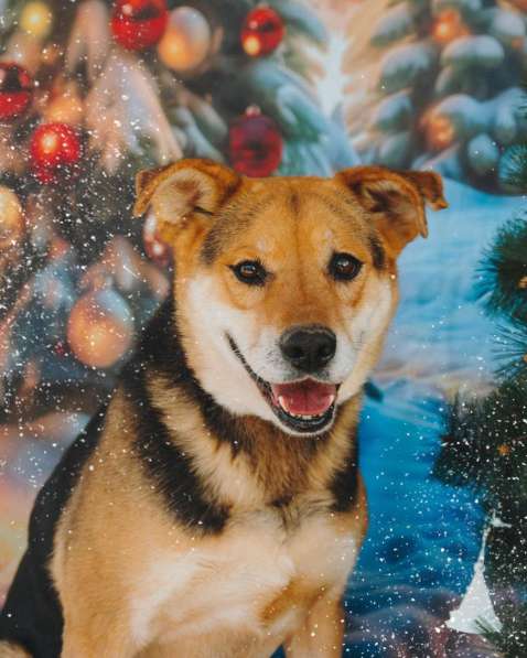 Толстушка ждёт родителей! в Москве фото 5