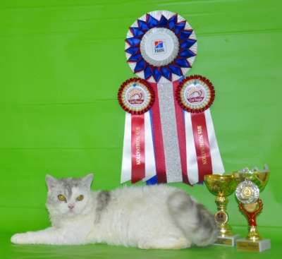 Молодой перспективный селкирк-рекс в Москве фото 3