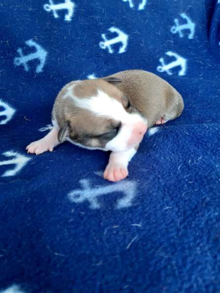 Милые мальчики и девочки Амстаффа резерв ркф в Москве фото 38