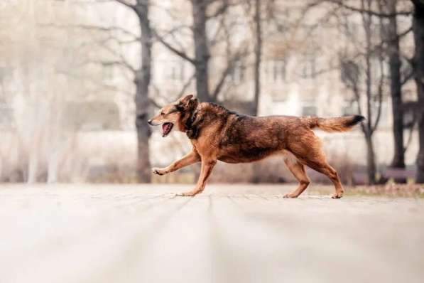 Рада ищет дом в Москве фото 7