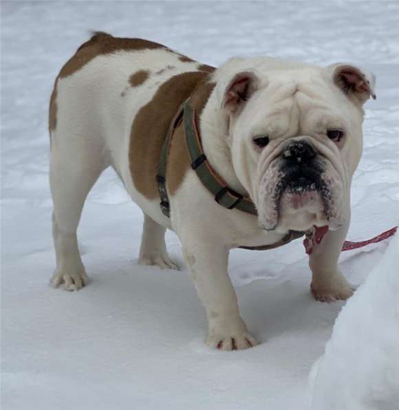 Английский бульдог Бароша ищет семью