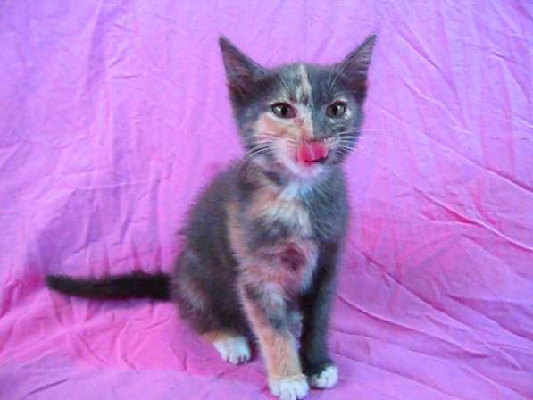 Европейская короткошерстная кошка (2,5 месяца) в фото 5