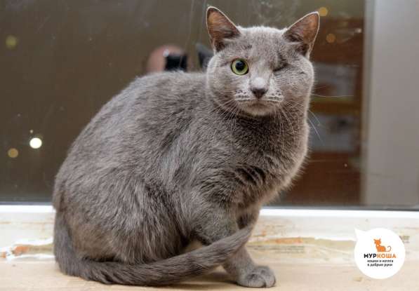 Осторожная Серебро мечтает встретить хозяина