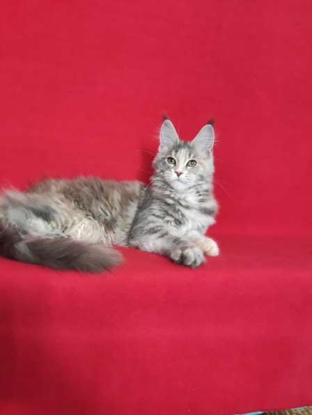 Котики мей-кун из питомника в Владимире фото 12
