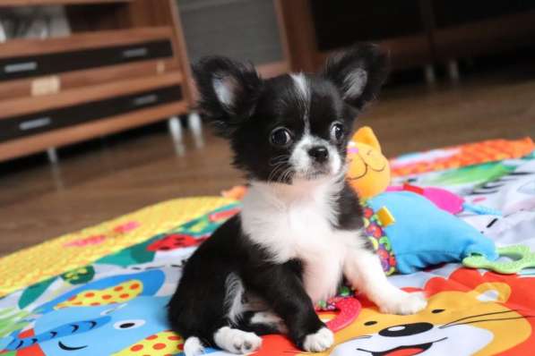Чихуахуа щенки купить в Москве в Москве фото 4