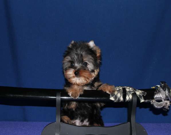 Маленький мальчик Йоркширского терьера в Москве фото 4