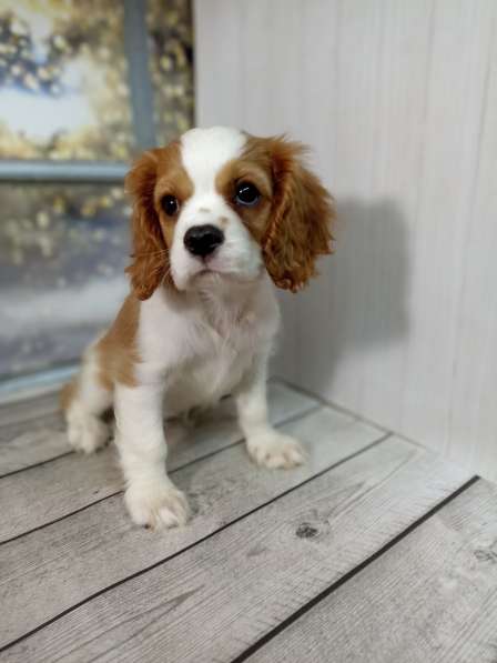 Кавалер Кинг Чарльз спаниель в фото 10