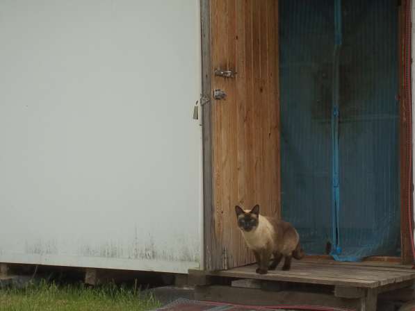 Отдам в хорошие руки кота в Москве фото 3