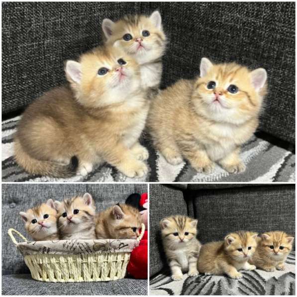Продаётся котёнок британец! в фото 19