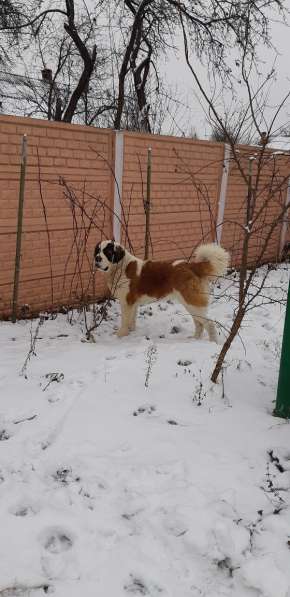 Щенки сенбернара в фото 17