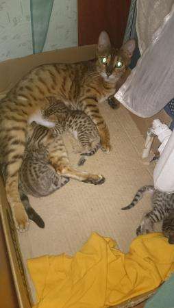 Продаются бенгальские котята розетка на золоте в Ханты-Мансийске