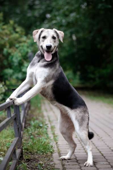 Мягкая Лея - собака с удивительной шерсткой в Санкт-Петербурге фото 4