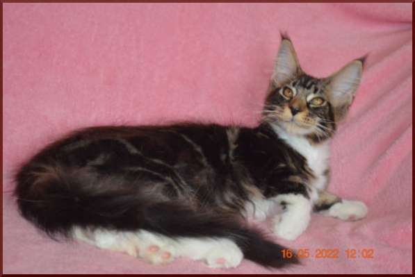 Роскошный черный котик мейн-кун из питомника в Астрахани фото 33