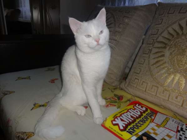 Белый голубоглазый котик као мани приглашает на вязку в фото 4