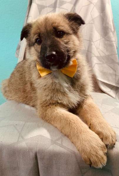 Лисички-сестрички! Рыженькие девочки ищут свои семьи! в Москве фото 11