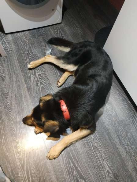 ПЕС, КОТОРОГО НИКТО НЕ ЗАМЕЧАЕТ!!!! в Пушкино фото 14